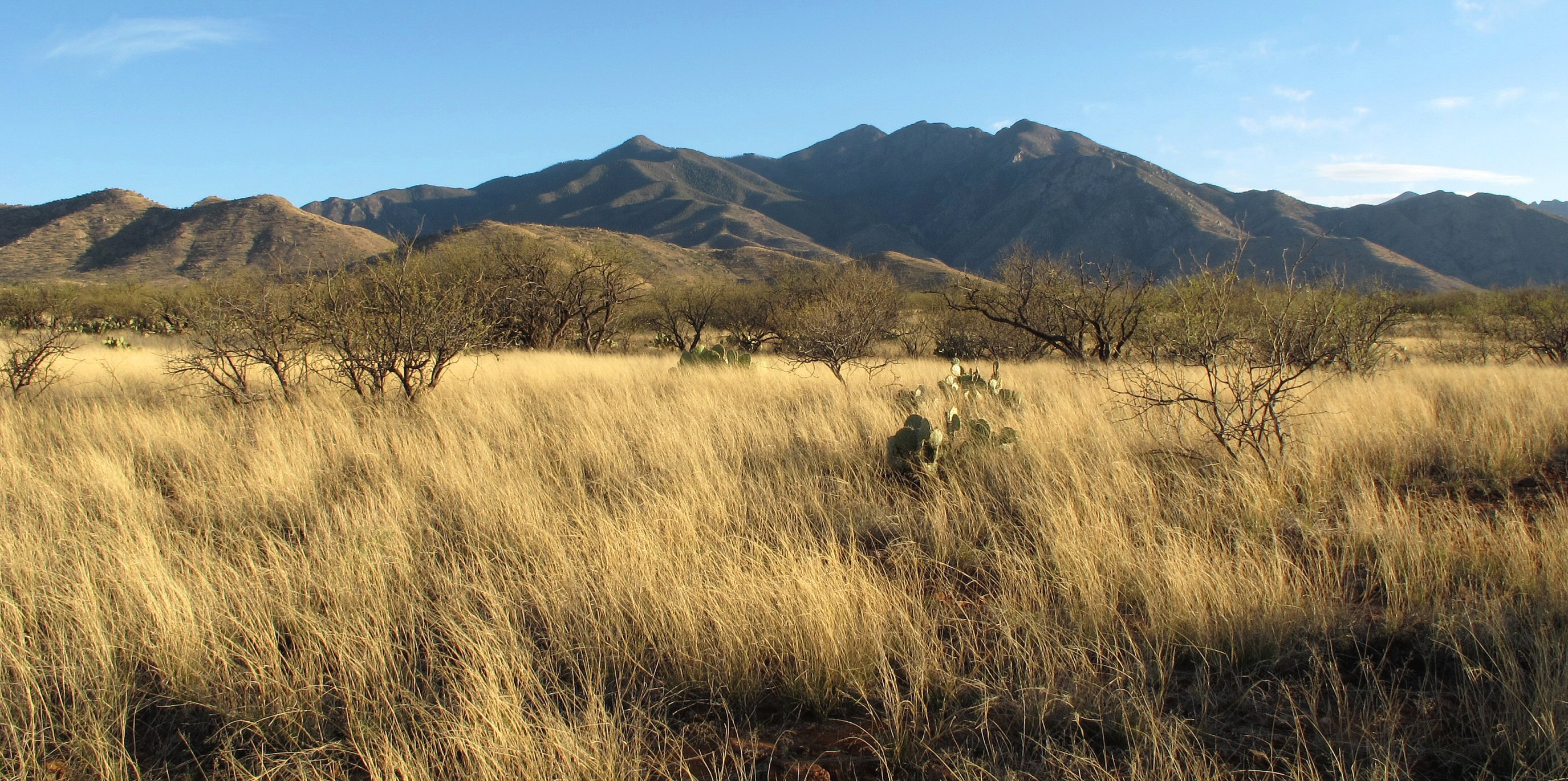 The UA’s Santa Rita Experimental Range is one of the large-scale/long-term study areas that are crucial for this research. Using techniques like repeat photography, inclusion or exclusion of livestock and vegetation surveys since the 1950s, scientists stu The UA’s Santa Rita Experimental Range is one of the large-scale/long-term study areas that are crucial for this research. Using techniques like repeat photography, inclusion or exclusion of livestock and vegetation surveys since the 1950s, scientists stu